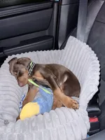 Knox Cairo, a male Doberman Pinscher for sale in Haw River, NC – 2 of 3
