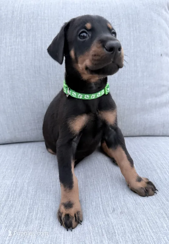 Dark Green Collar – Doberman Pinscher puppy for sale in Haw River, NC
