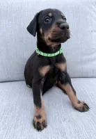 Dark Green Collar, a female Doberman Pinscher for sale in Haw River, NC – 1 of 2