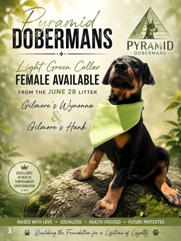 Light Green Collar  – Doberman Pinscher puppy for sale in Haw River, NC