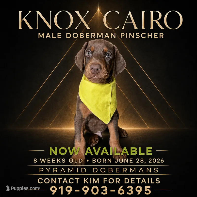 Knox Cairo – Doberman Pinscher puppy for sale in Haw River, NC