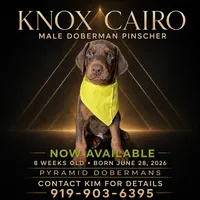Knox Cairo, a male Doberman Pinscher for sale in Haw River, NC – 1 of 3