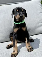 Dark Green Collar, a female Doberman Pinscher for sale in Haw River, NC – 2 of 2