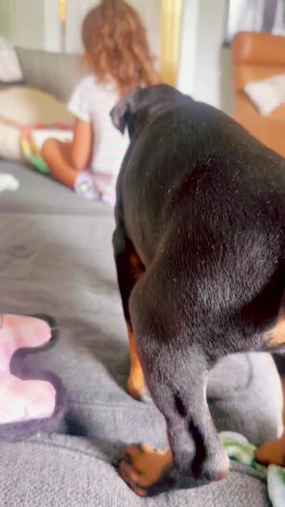 Green Collar , a female Doberman Pinscher for sale in Haw River, NC – 4 of 4