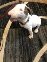 George , a male Bull Terrier for sale in Trussville, AL – 4 of 4