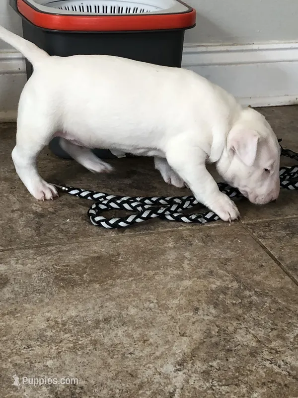 Chico pick of Litter – Bull Terrier puppy for sale in Trussville, AL