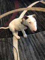 George , a male Bull Terrier for sale in Trussville, AL – 2 of 4