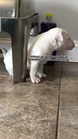 Chico pick of Litter, a male Bull Terrier for sale in Trussville, AL – 2 of 4