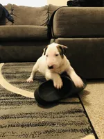 Ozone , a male Bull Terrier for sale in Trussville, AL – 3 of 3
