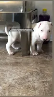 Chico pick of Litter, a male Bull Terrier for sale in Trussville, AL – 3 of 4