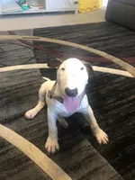 George , a male Bull Terrier for sale in Trussville, AL – 3 of 4