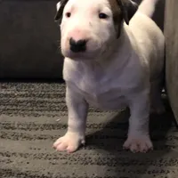 Ozone , a male Bull Terrier for sale in Trussville, AL – 2 of 3