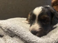Ronnie, a male Miniature Aussiedoodle for sale in Philadelphia, PA – 7 of 9