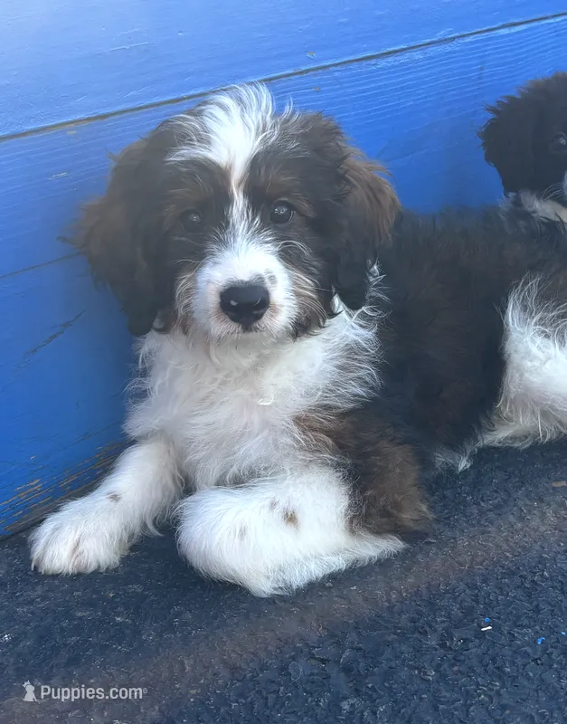 Clifford – Miniature Aussiedoodle puppy for sale in Philadelphia, PA