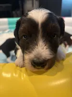 Ronnie, a male Miniature Aussiedoodle for sale in Philadelphia, PA – 5 of 9