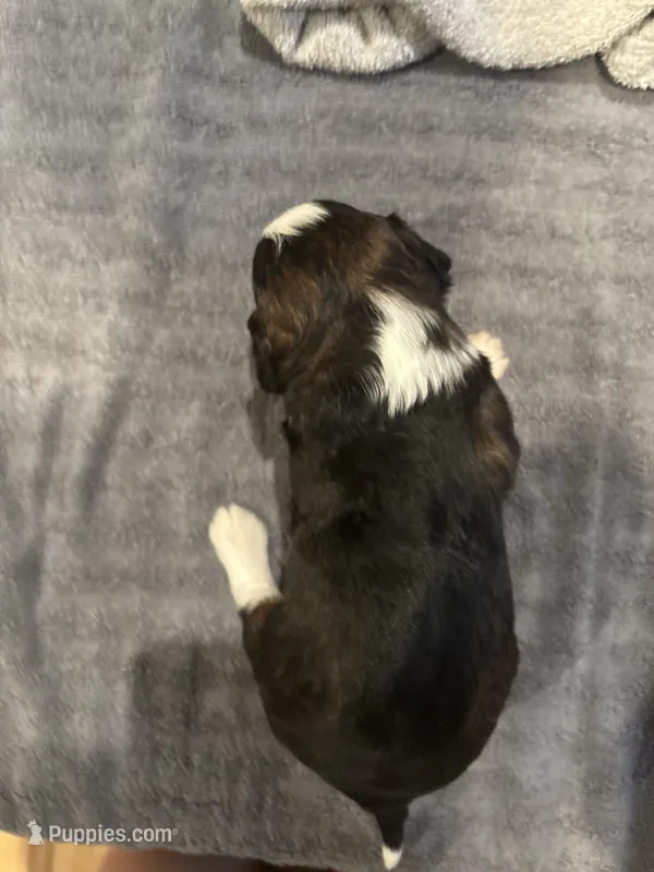 Ronnie – Miniature Aussiedoodle puppy for sale in Philadelphia, PA