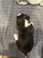 Ronnie, a male Miniature Aussiedoodle for sale in Philadelphia, PA – 1 of 9
