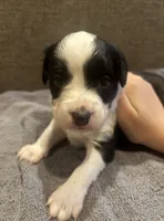 Rita, a female Miniature Aussiedoodle for sale in Philadelphia, PA – 2 of 6