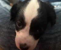 Rita, a female Miniature Aussiedoodle for sale in Philadelphia, PA – 4 of 6