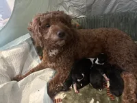 Ronnie, a male Miniature Aussiedoodle for sale in Philadelphia, PA – 9 of 9