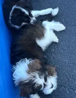 Clifford, a male Miniature Aussiedoodle for sale in Philadelphia, PA – 2 of 4