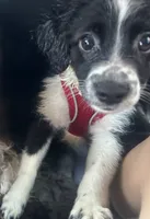 Ruby, a female Miniature Aussiedoodle for sale in Philadelphia, PA – 2 of 7