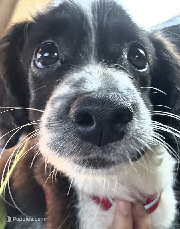 Ruby – Miniature Aussiedoodle puppy for sale in Philadelphia, PA