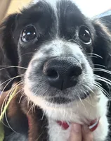 Ruby, a female Miniature Aussiedoodle for sale in Philadelphia, PA – 1 of 7