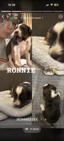 Ronnie, a male Miniature Aussiedoodle for sale in Philadelphia, PA – 6 of 9