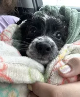 Ruby, a female Miniature Aussiedoodle for sale in Philadelphia, PA – 4 of 7