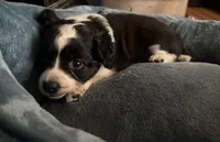 Ruby, a female Miniature Aussiedoodle for sale in Philadelphia, PA – 5 of 7