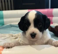 Rita, a female Miniature Aussiedoodle for sale in Philadelphia, PA – 3 of 6