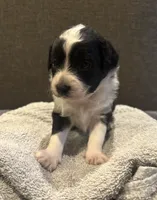Ruby, a female Miniature Aussiedoodle for sale in Philadelphia, PA – 3 of 7