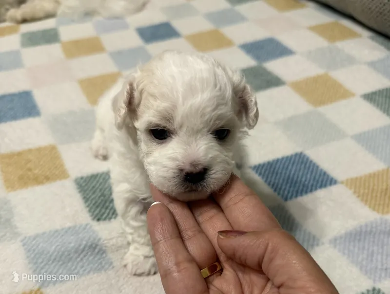 Lilly – Maltese puppy for sale in Haymarket, VA