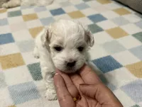 Lilly, a female Maltese for sale in Gainesville, VA – 1 of 4