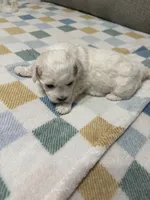 Lilly, a female Maltese for sale in Gainesville, VA – 3 of 4