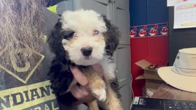 Fritz, One partial ice blue eye , a male Miniature Bernedoodle for sale in Conneaut, OH – 5 of 9