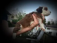 Ford, a male Miniature Bernedoodle for sale in Conneaut, OH – Photo 3 of 5