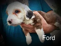 Ford, a male Miniature Bernedoodle for sale in Conneaut, OH – Photo 4 of 5