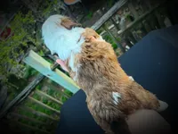 Ford, a male Miniature Bernedoodle for sale in Conneaut, OH – Photo 2 of 5