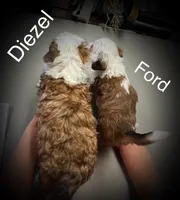 Ford, a male Miniature Bernedoodle for sale in Conneaut, OH – Photo 5 of 5