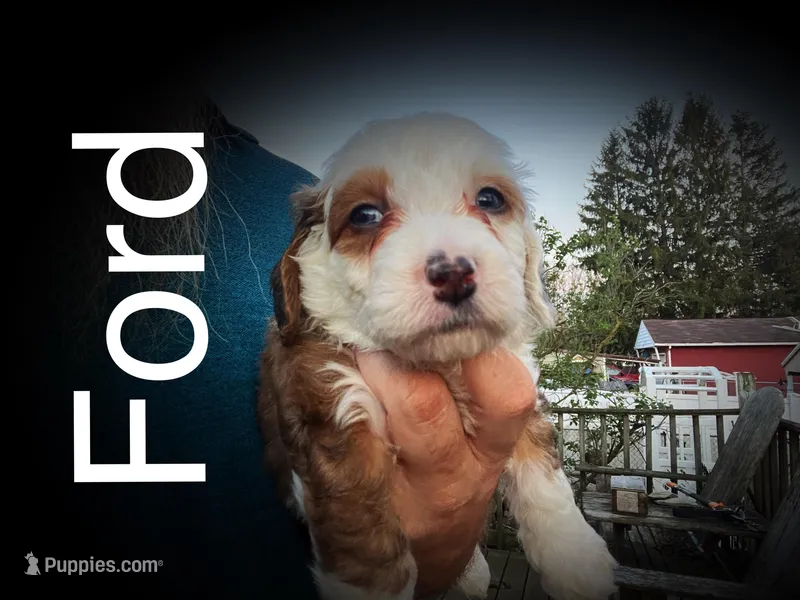 Ford – Miniature Bernedoodle puppy for sale in Conneaut, OH