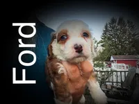 Ford, a male Miniature Bernedoodle for sale in Conneaut, OH – Photo 1 of 5