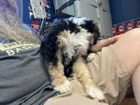 Fritz, One partial ice blue eye , a male Miniature Bernedoodle for sale in Conneaut, OH – 3 of 9
