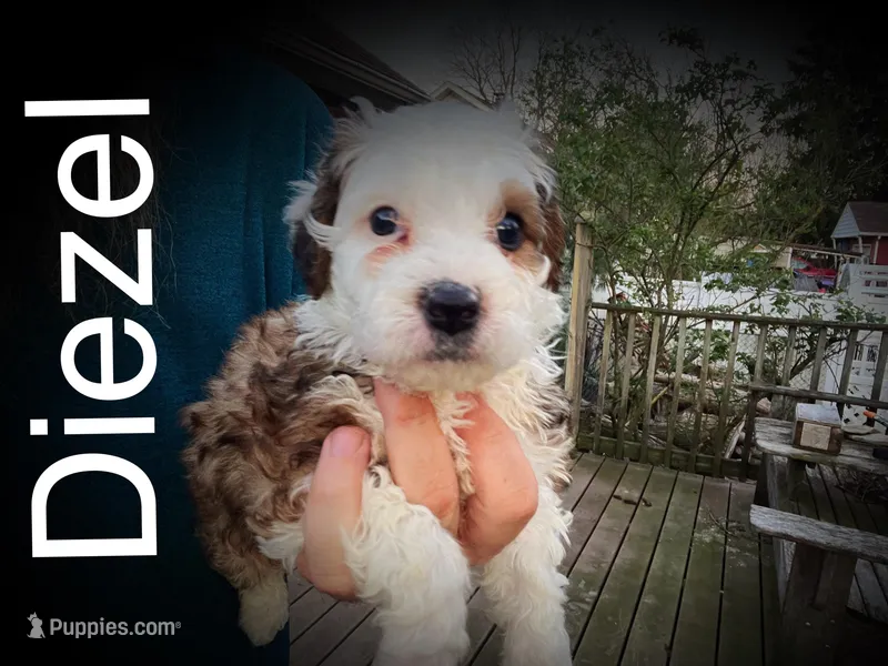 Diezel  – Miniature Bernedoodle puppy for sale in Conneaut, OH