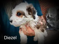 Diezel , a male Miniature Bernedoodle for sale in Conneaut, OH – Photo 3 of 5