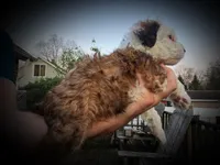 Diezel , a male Miniature Bernedoodle for sale in Conneaut, OH – Photo 4 of 5