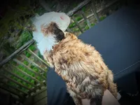 Diezel , a male Miniature Bernedoodle for sale in Conneaut, OH – Photo 2 of 5