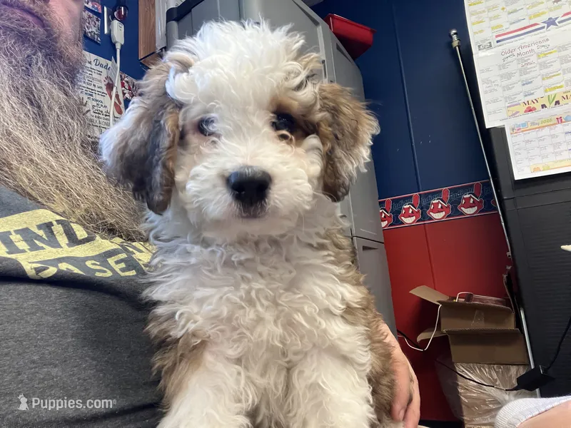 Diezel  – Miniature Bernedoodle puppy for sale in Conneaut, OH