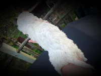 Faya, a female Miniature Bernedoodle for sale in Conneaut, OH – Photo 2 of 4